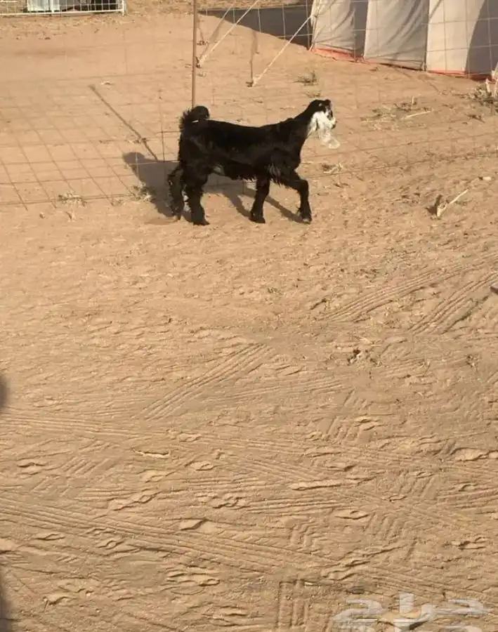 مشالله تبارك الله جفره. عمره فوق الشهرين للبيع 3
