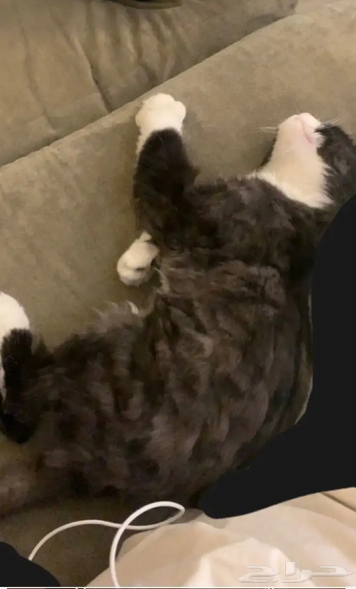 للتبني كتن صغيره 0