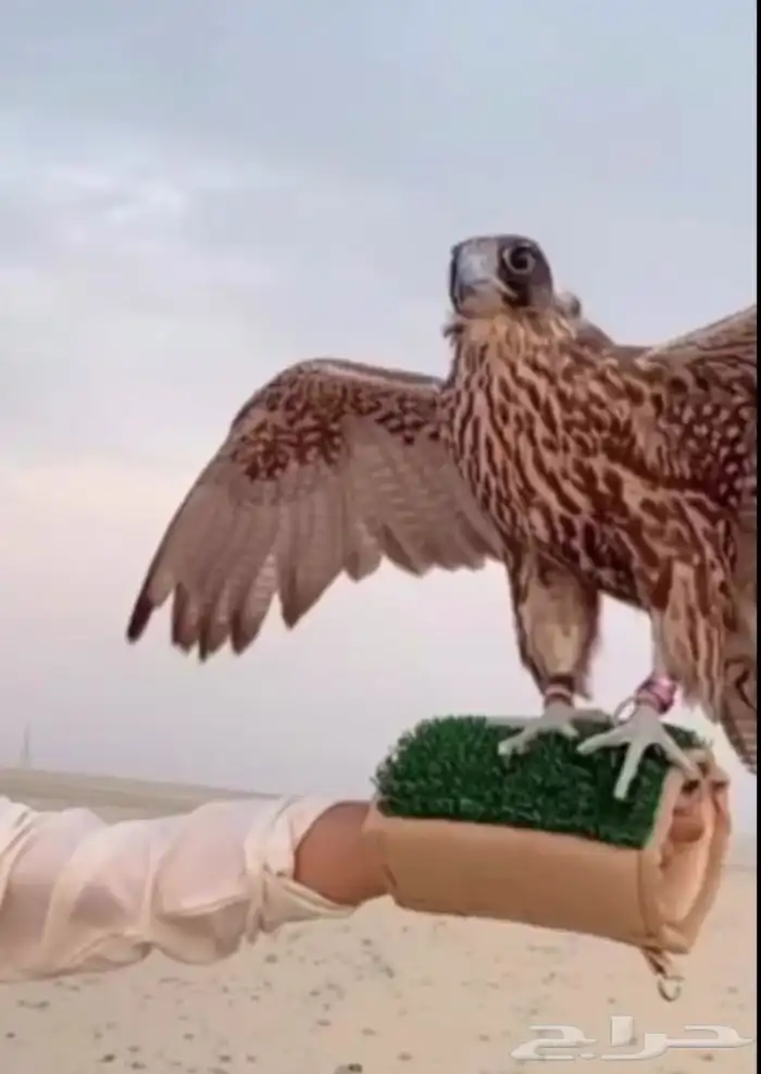 جير بيور للبيع 4