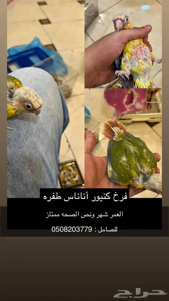 فرخ كنيور انانأس طفره 0