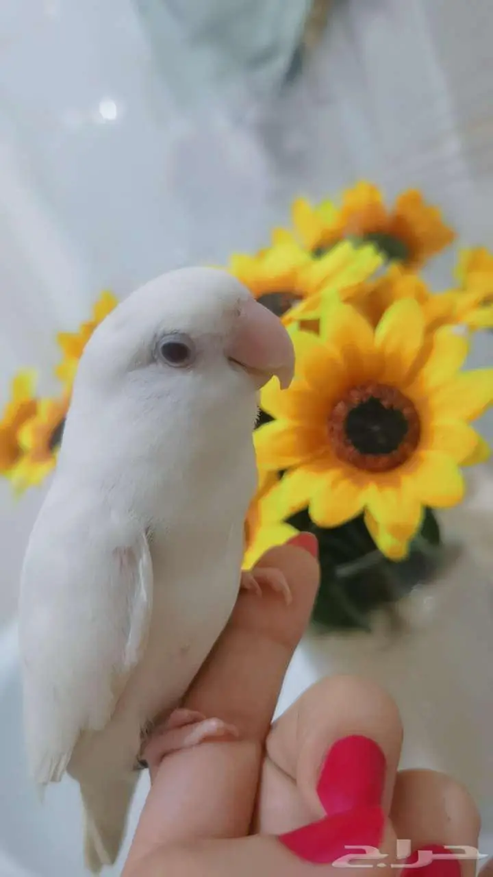 للبيع ببغاء الروز لون أبيض صافي بيوور عيون حمراء أليف لعوب 10
