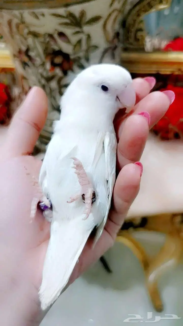 للبيع ببغاء الروز لون أبيض صافي بيوور عيون حمراء أليف لعوب 1