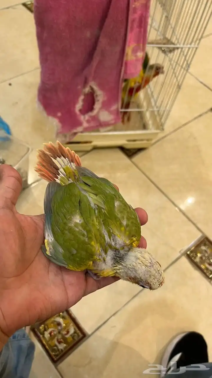 فرخ كنيور انانأس طفره 2