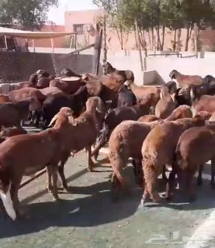 سواكن حمري جذعان مرابي 0