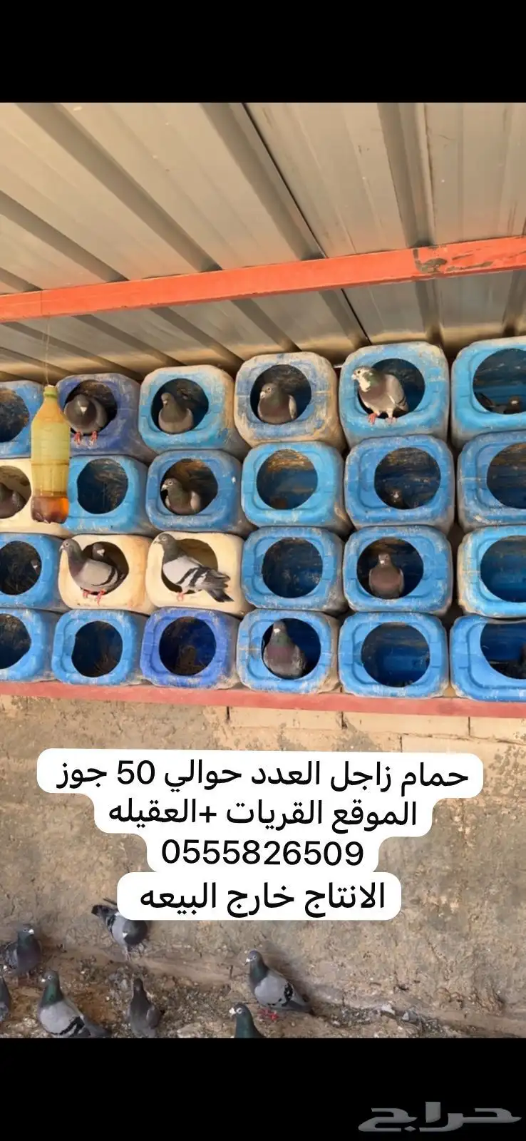 حمام زاجل 0