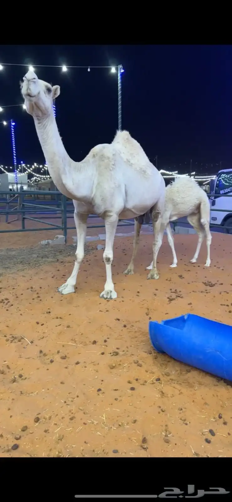 خلفه وضحا 1