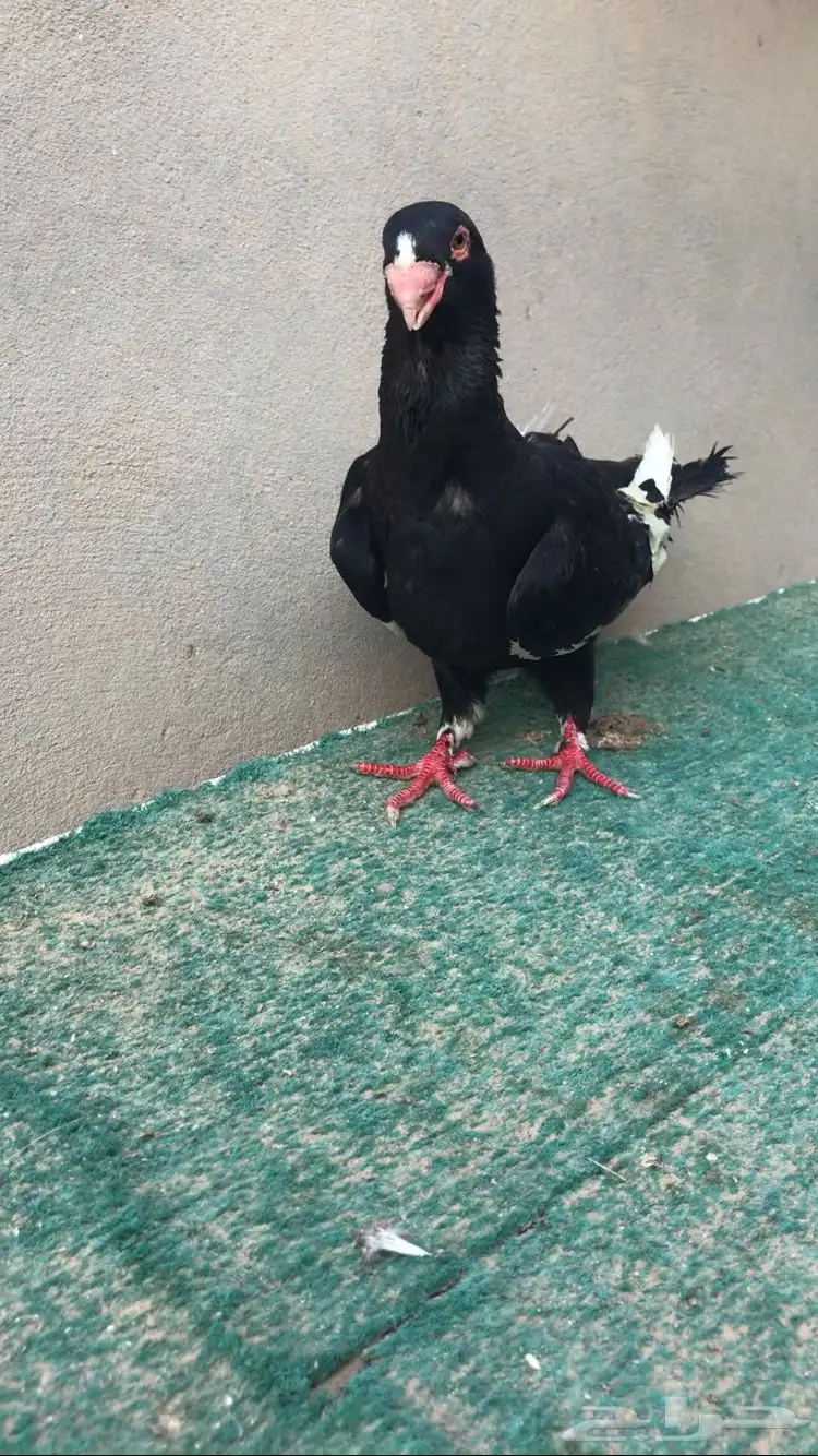 مساويد طيره منتجه 0