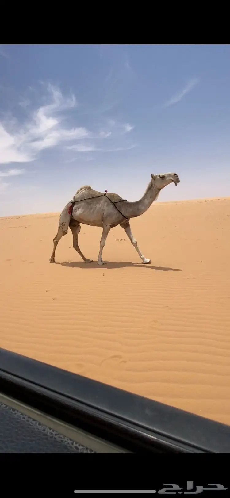 لقحه 0