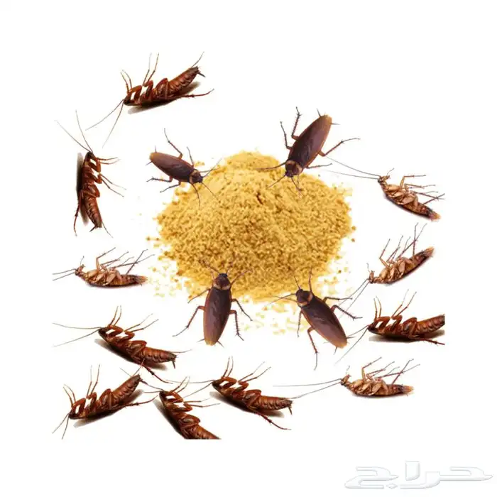 بودرة قاتل الصراصير الأصلي   8 جرام- بن شيهون 0