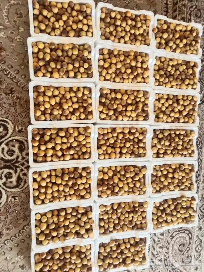 روثان العيص 2