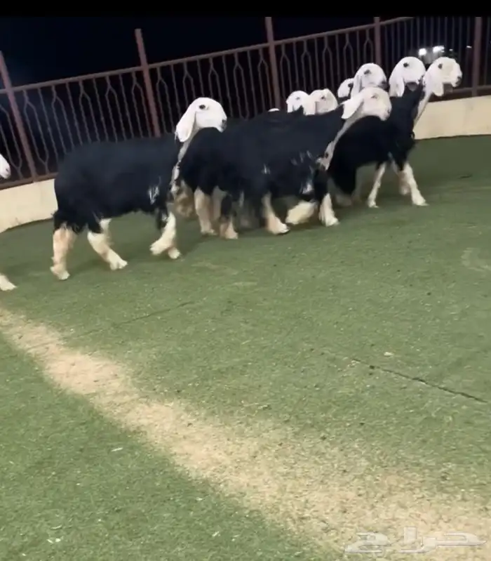 رخال نجد صنف 3