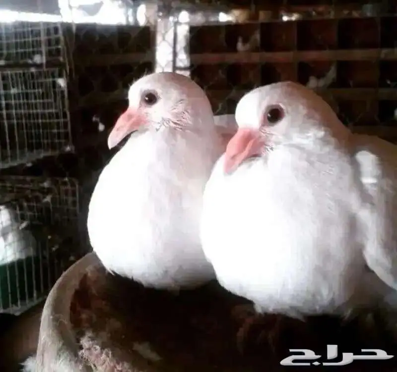 زغاليل فرنسي فل شحم ولحم يوجد عروض جباره index
