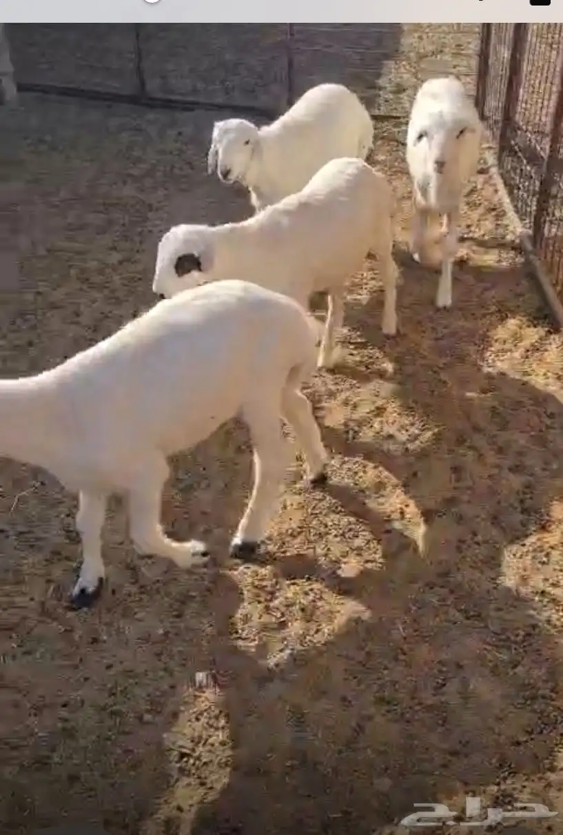 طليان ماهجين رفيد بحري 1