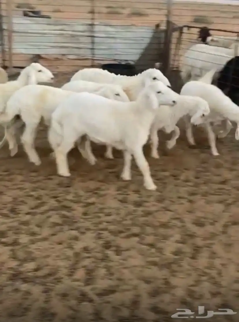 للبيع. بهم حري بريات يوجد تفريد ذبائح 0