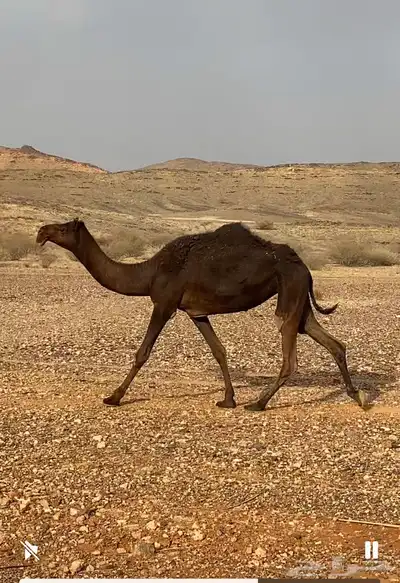 مجهم حقه 0