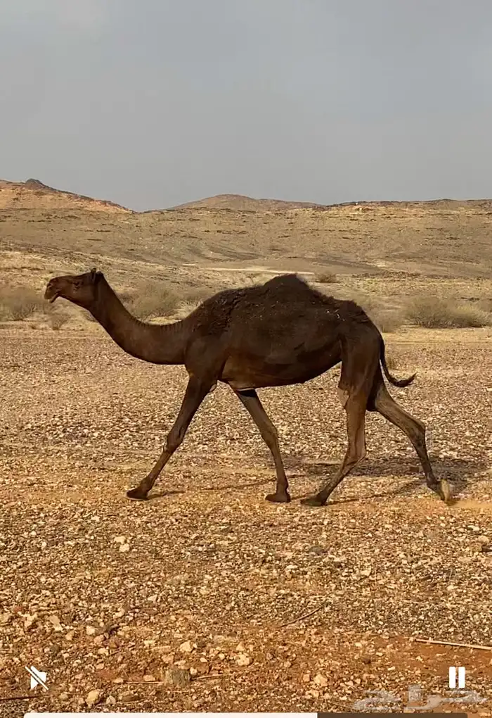 مجهم حقه 0