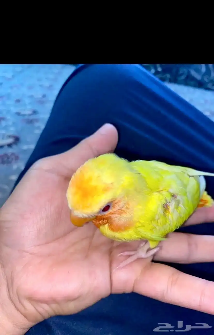 طير روز 2