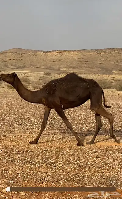 مجهم حقه 1