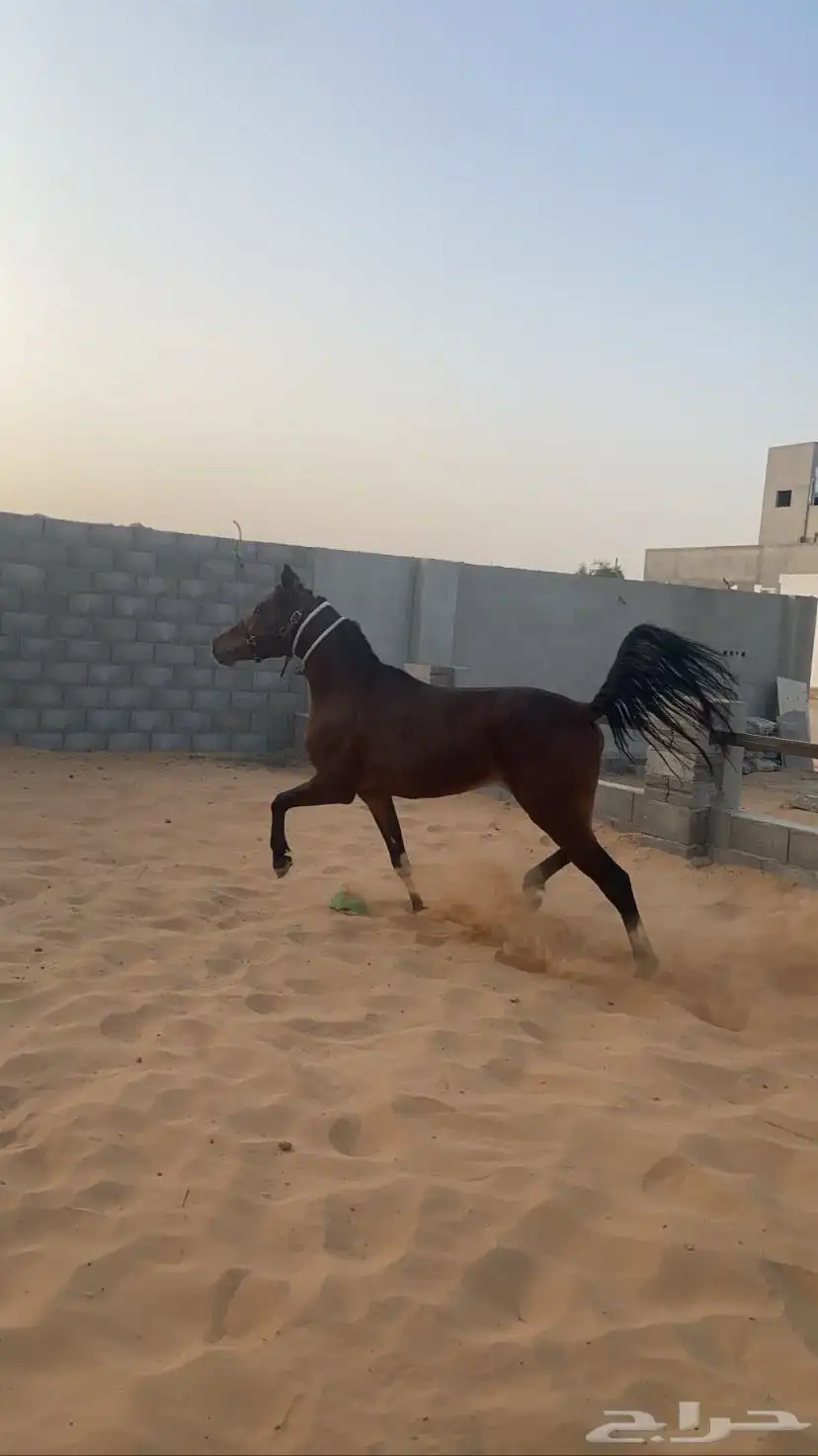 حصان واهو للبيع متعلم السست والتربيع وباقي المعلومات خاص 2