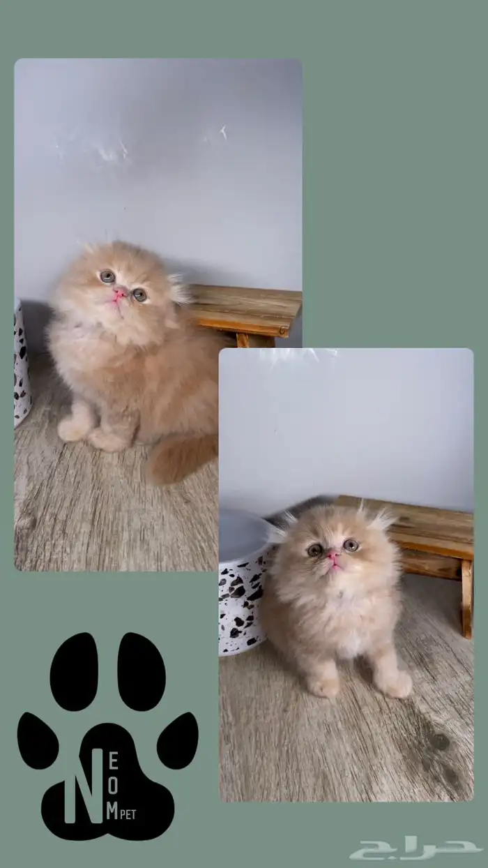 كيتن بيرشن هاف بيكي فيس سكوتش فولد شيرازي هملايا انثى ذكر 1