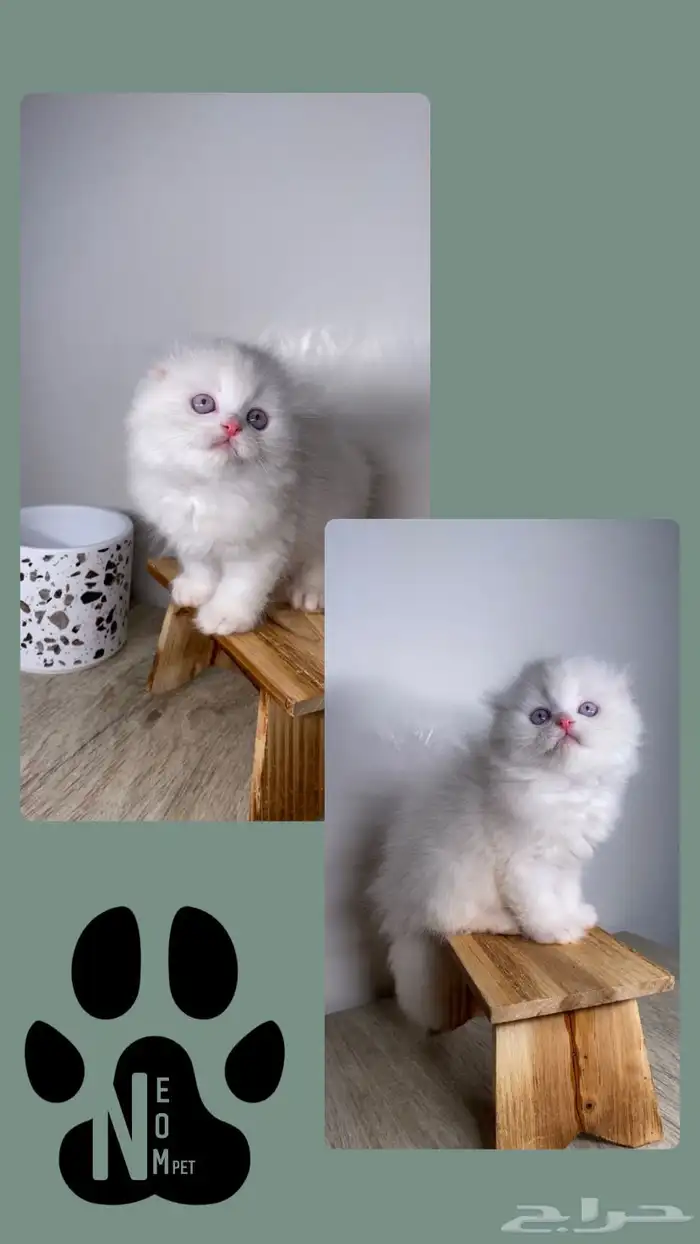 كيتن بيرشن هاف بيكي فيس سكوتش فولد شيرازي هملايا انثى ذكر 3