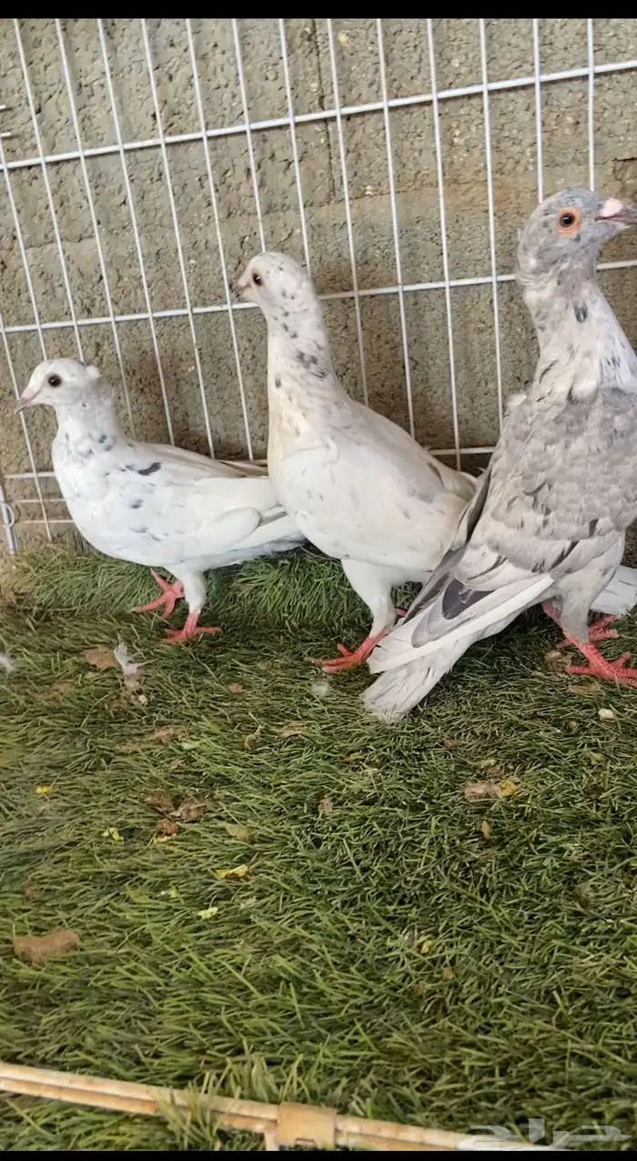 حمام زاحل 0