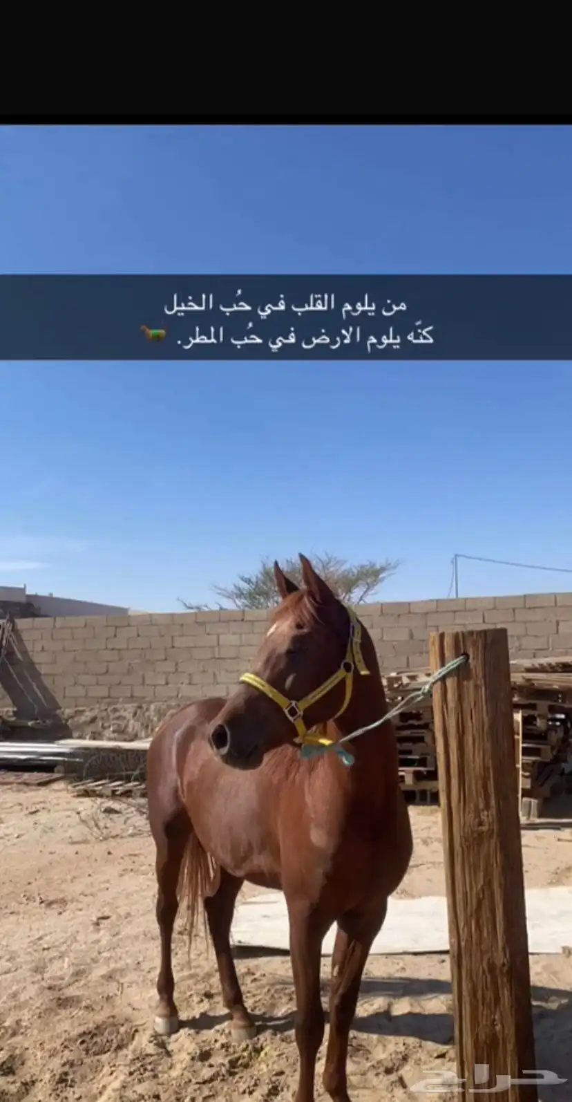 حصان كفو سليم وعلى الشرط index
