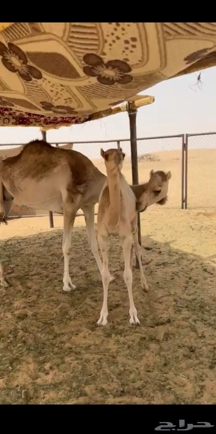 للبيع خلفه 0