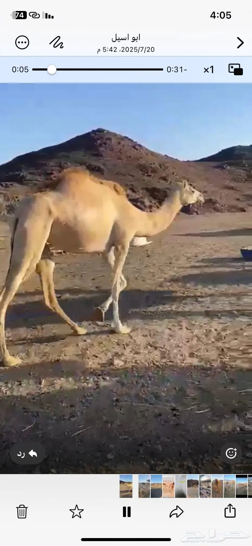 بكره ثنيه مهجنه الرجاء التواصل على الواتس 0