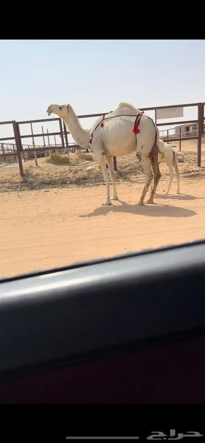 خلفه كفو 5