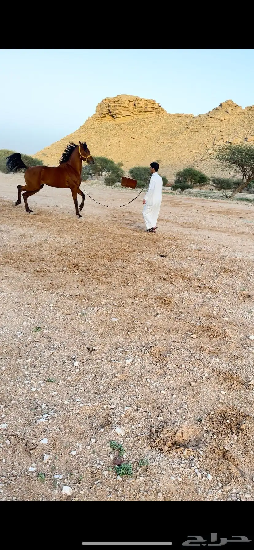 حصان سبوق و محقق ثلاث كسبات الاول و جاهز لا اقرب سباق 4