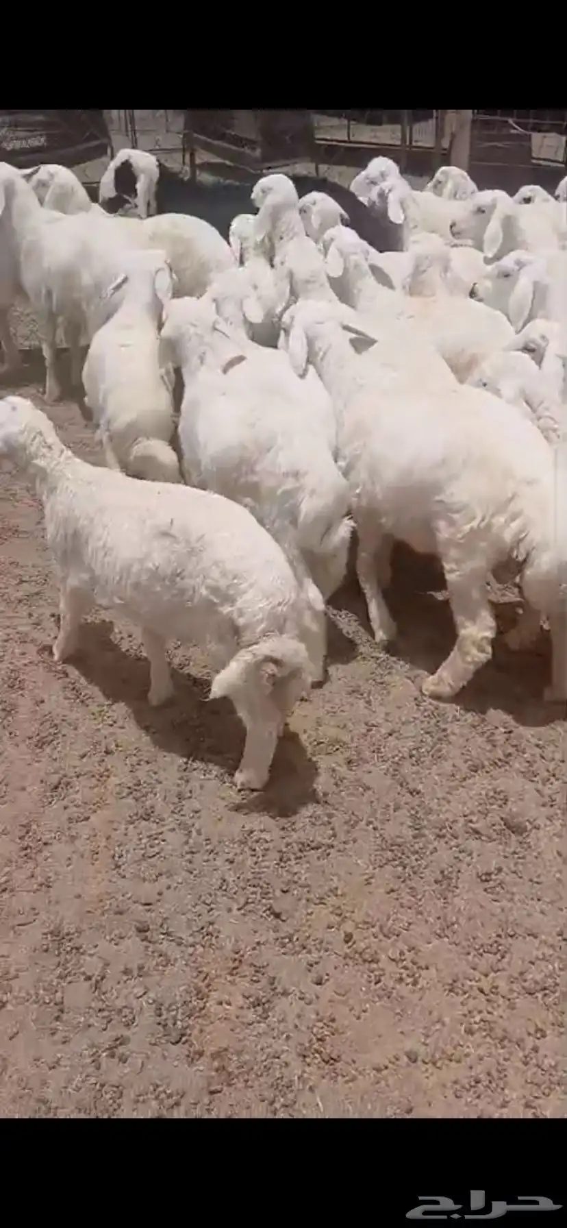 بهم حري فاخر طيب 1