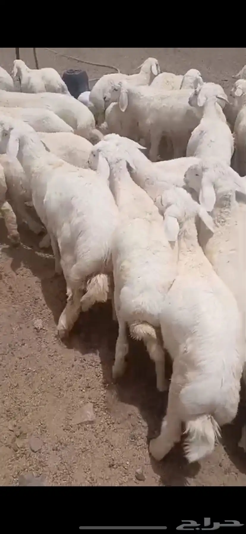 بهم حري فاخر طيب 0