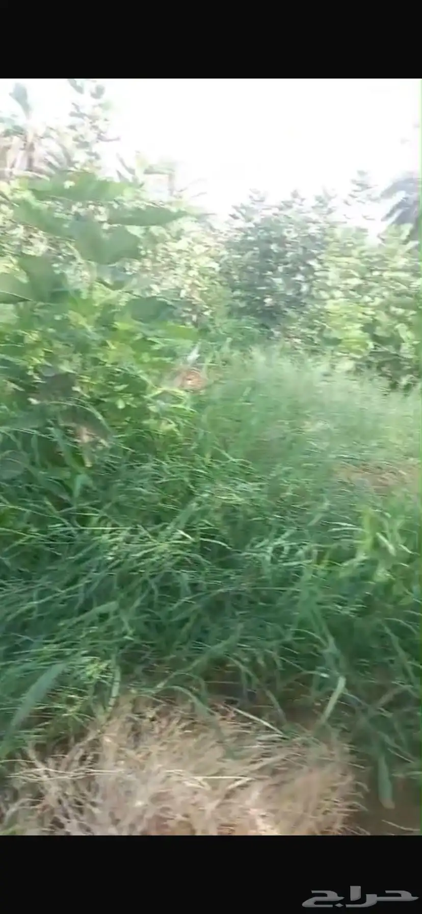مزرعه زيل مجانا 0