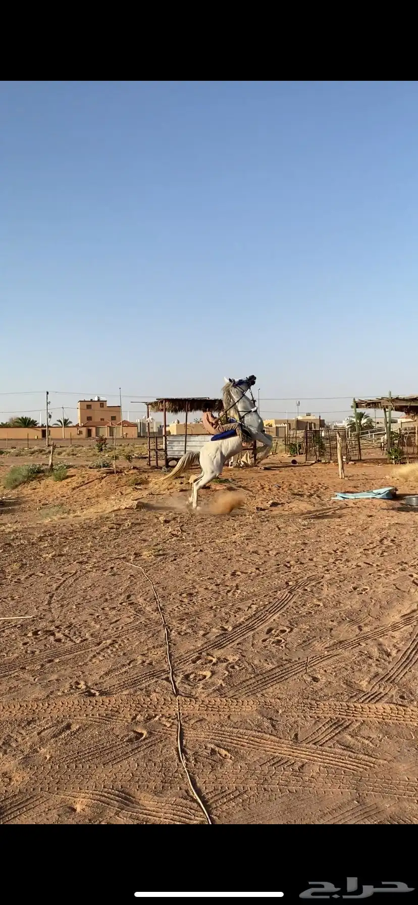 حصان كارثه لراعين هالطرب 6