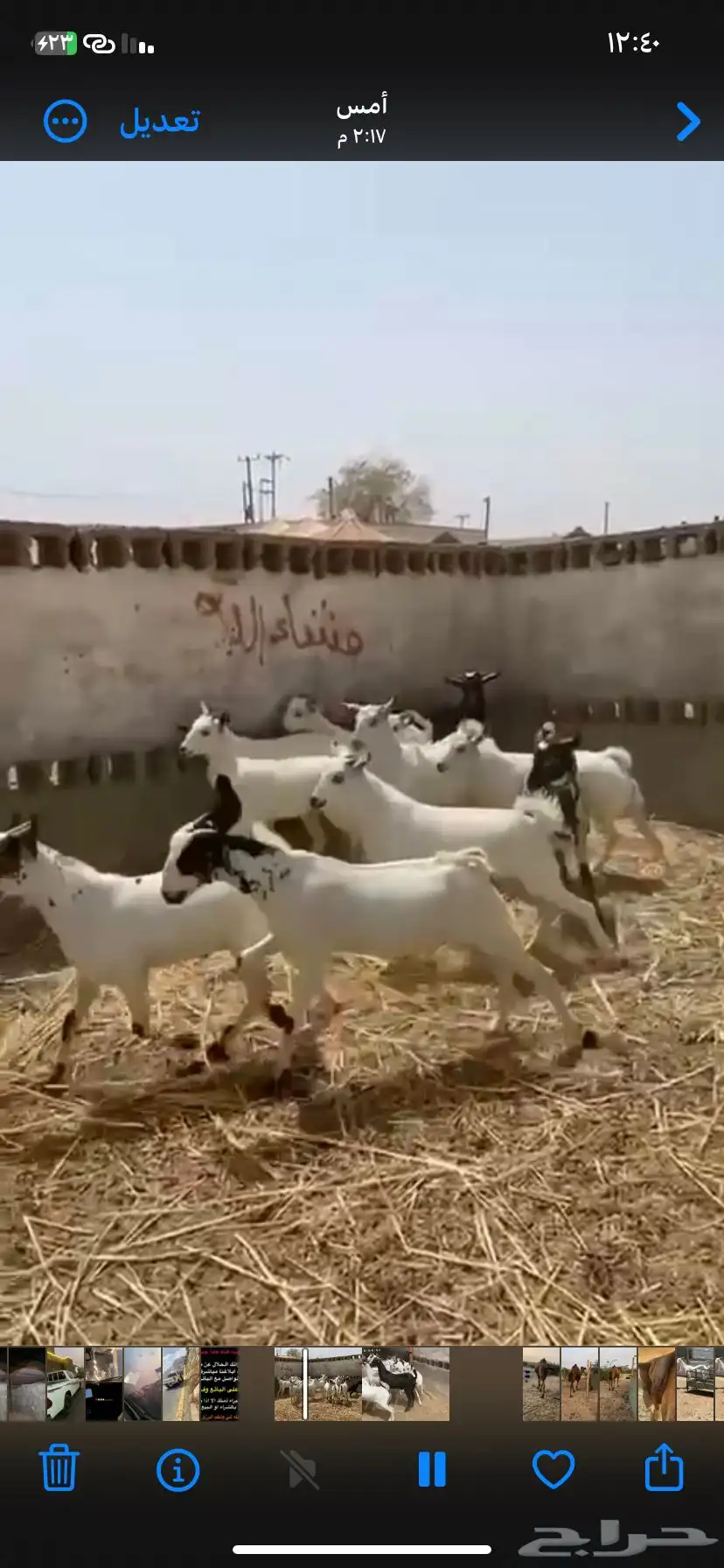 تيوس مخاصي بلدي شرطط 1
