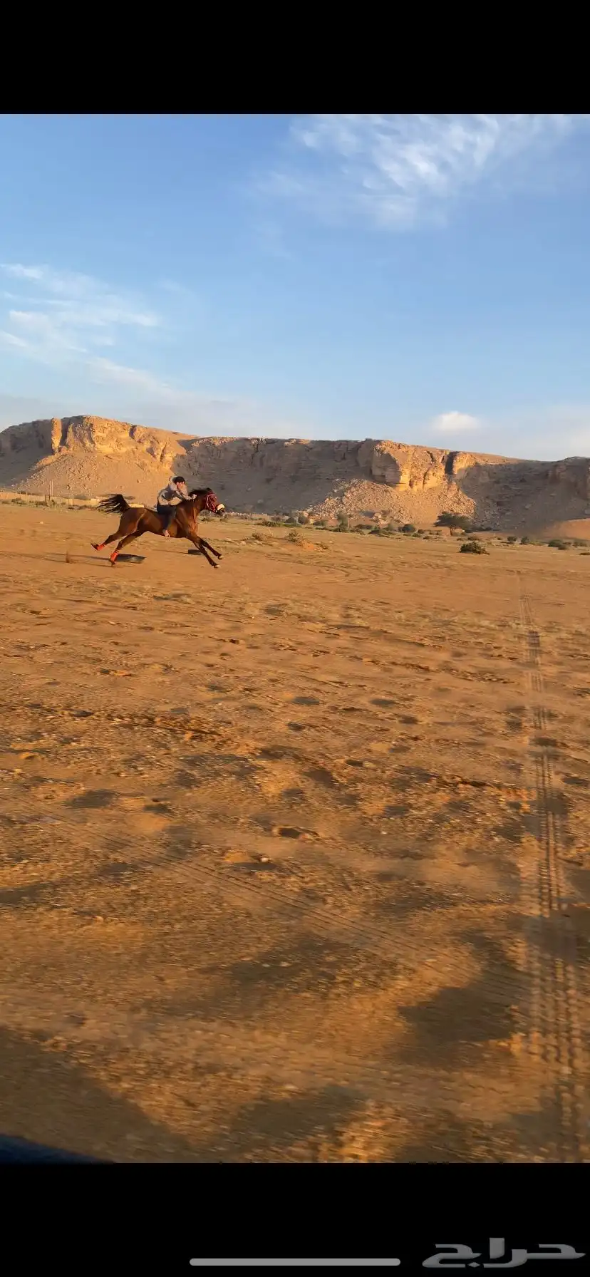 حصان سبوق و محقق ثلاث كسبات الاول و جاهز لا اقرب سباق 3