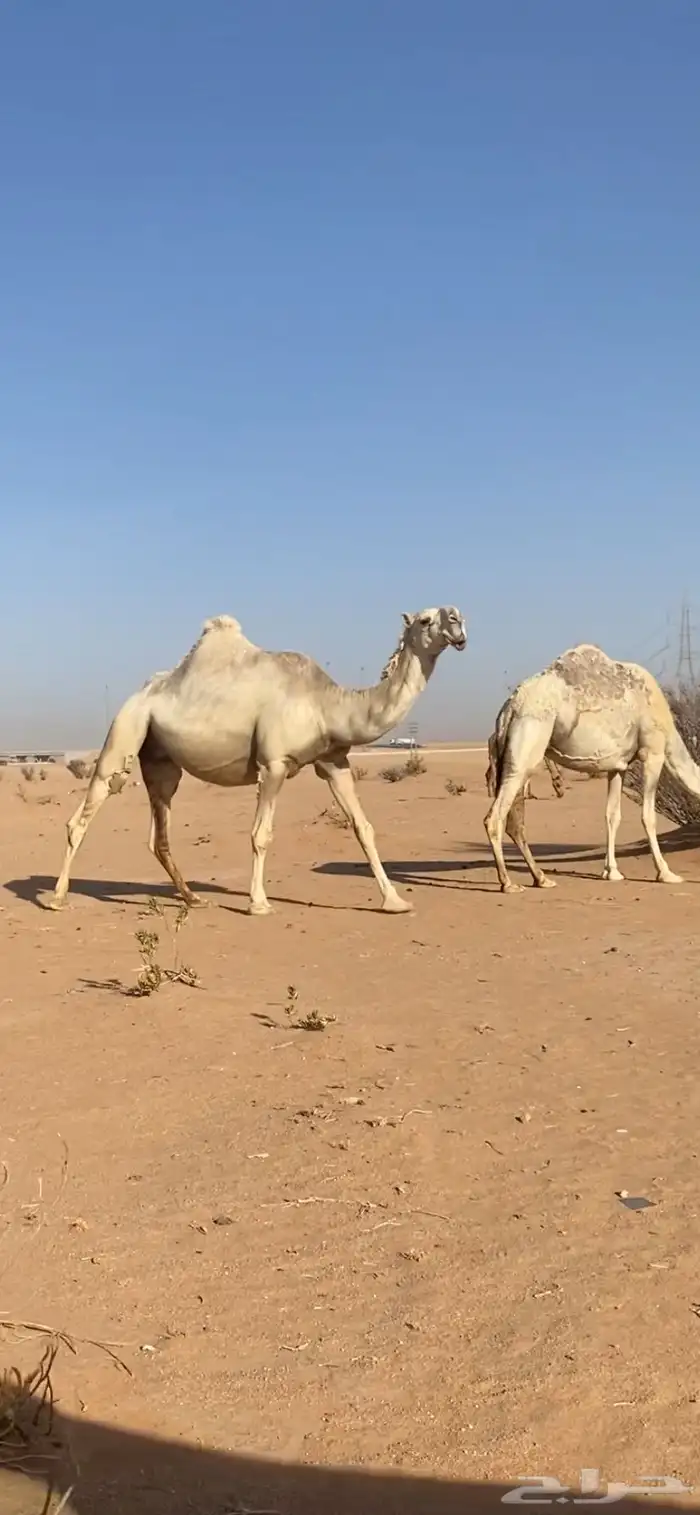 لقحه وضحى كفو نادره لقحه على بعير عليه 4 مليون اصلها تماميه 0