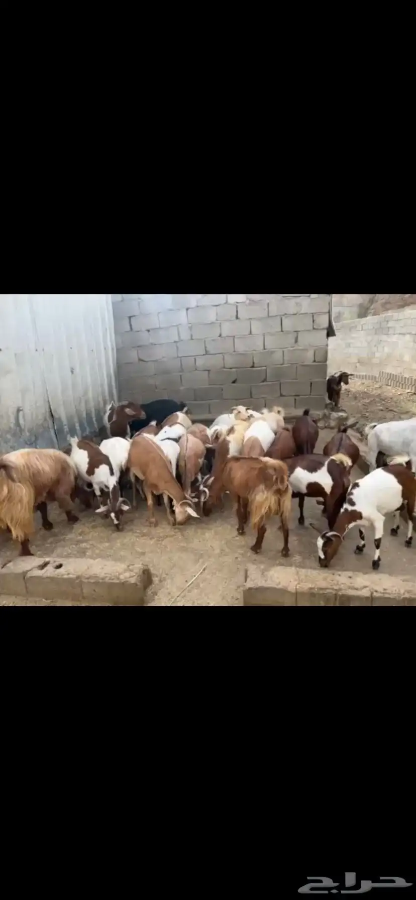 المخواة بطاط الغامد زند 3