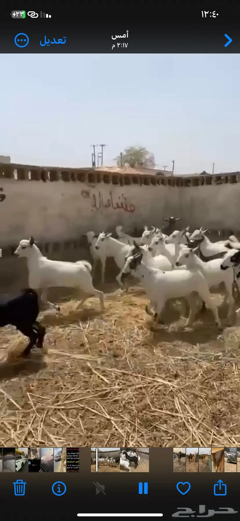تيوس مخاصي بلدي شرطط 2
