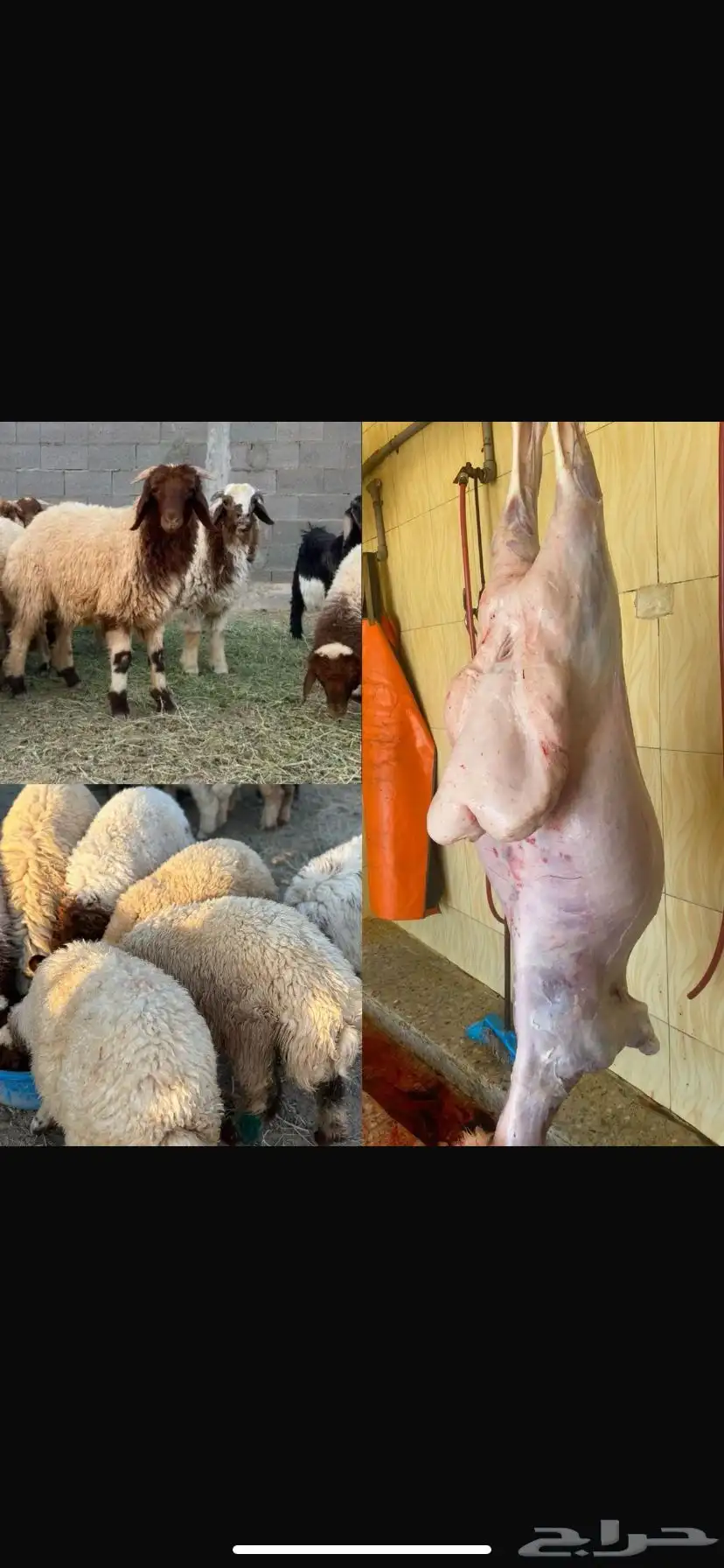 ذبايح للبيع 0