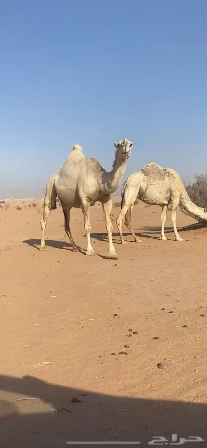 لقحه وضحى كفو نادره لقحه على بعير عليه 4 مليون اصلها تماميه 1
