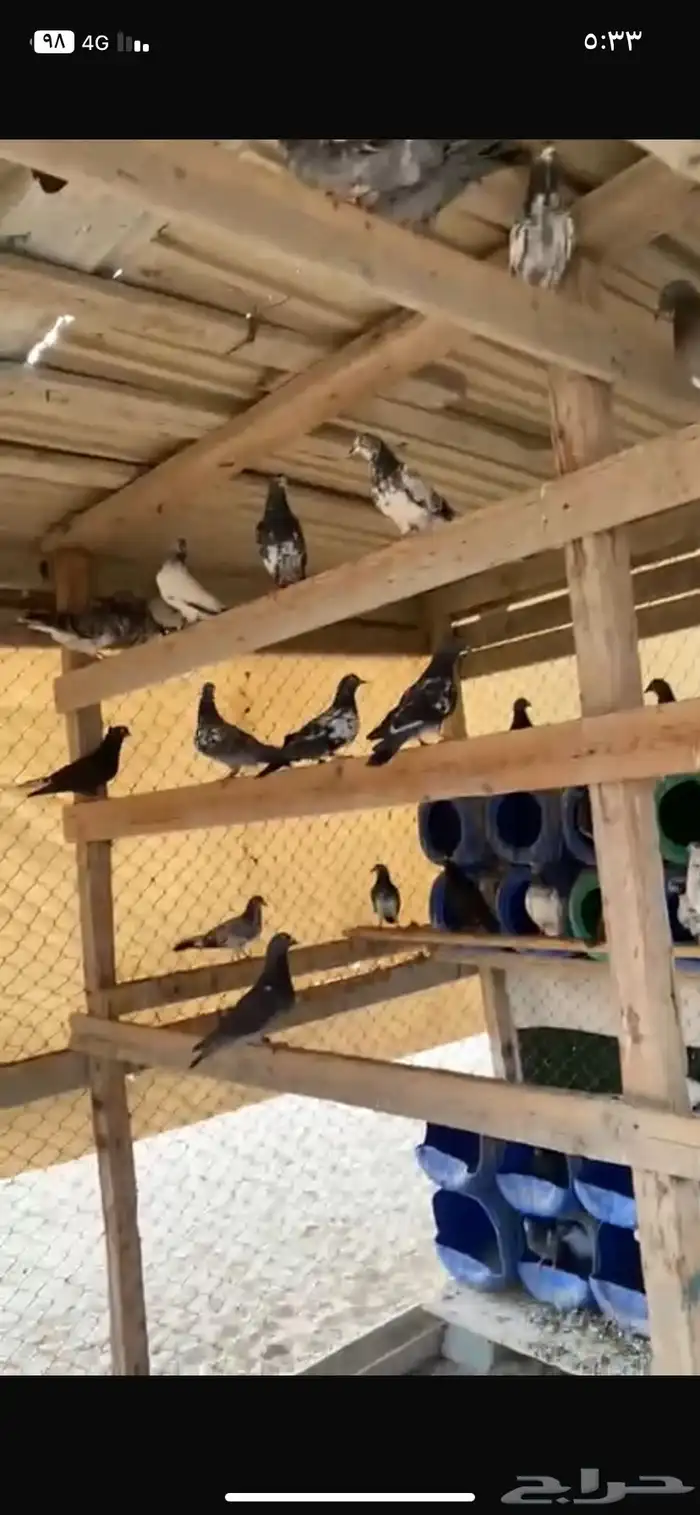 حمام باكستاني وزاجل وقلاب للبيع 3