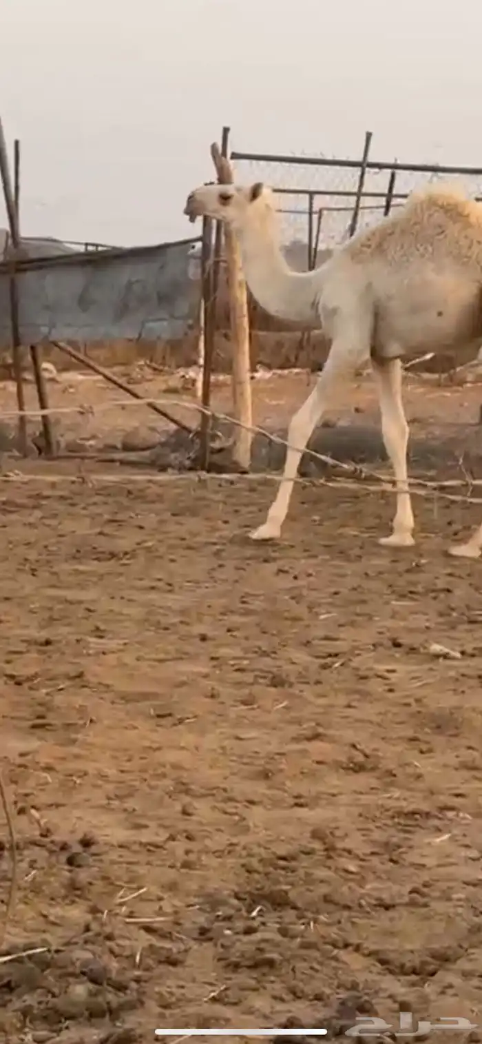 قعود للبيع 0