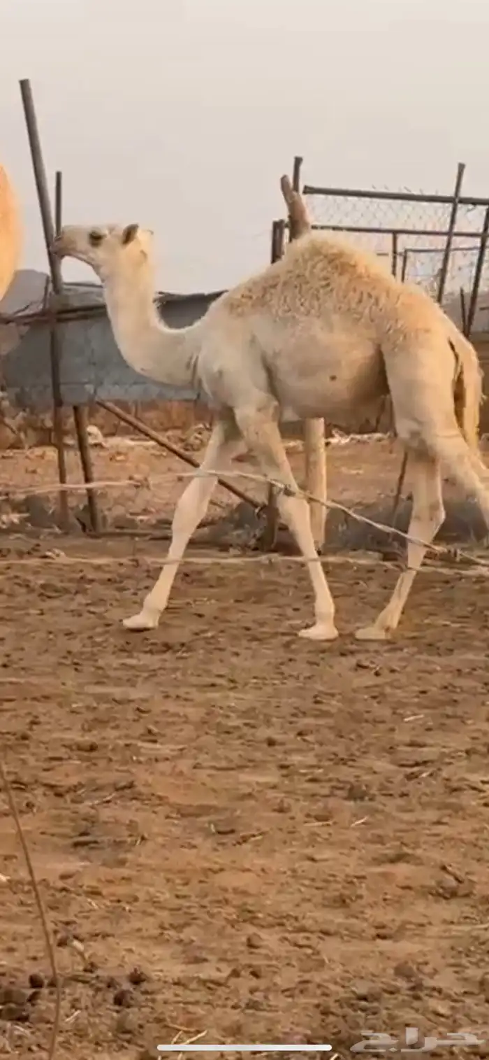 قعود للبيع 1