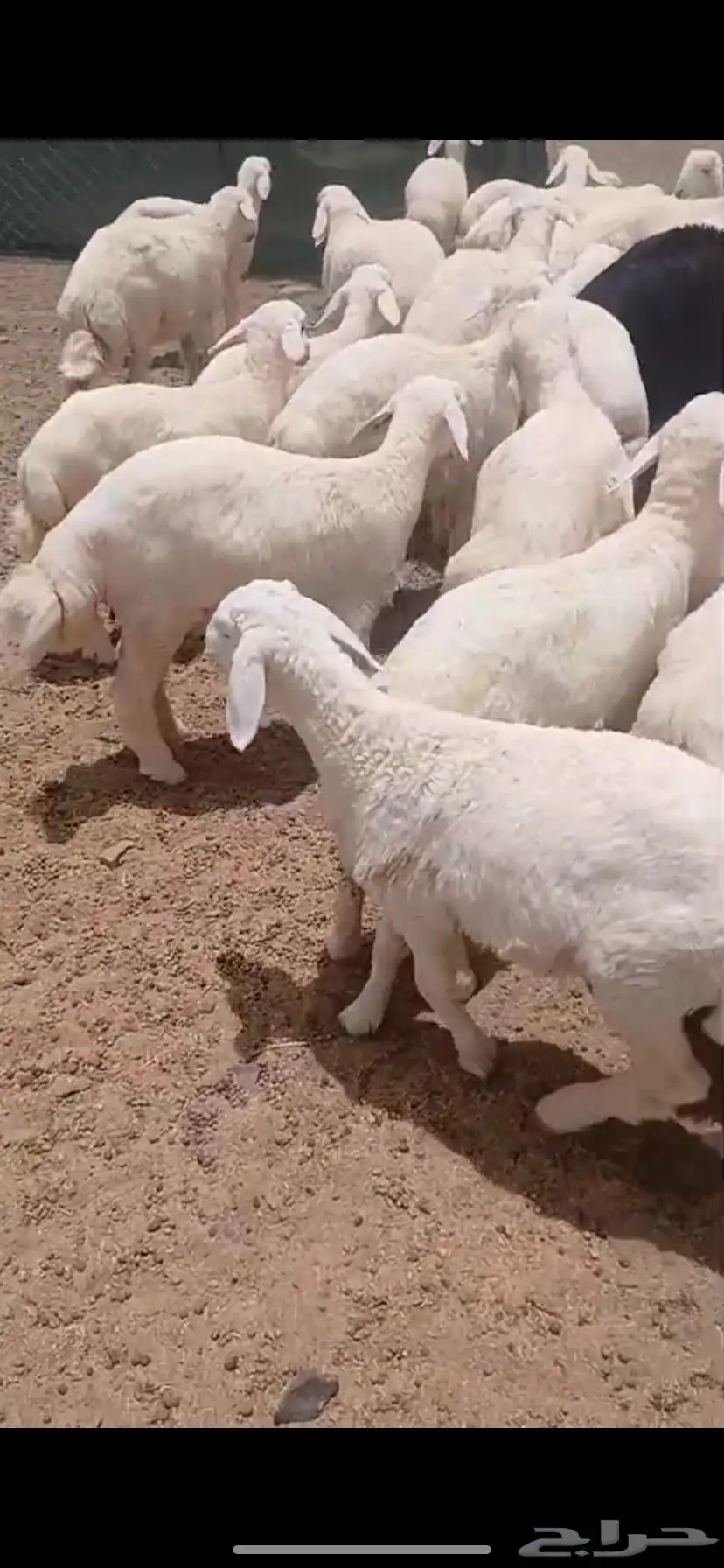 بهم حري فاخر طيب 2