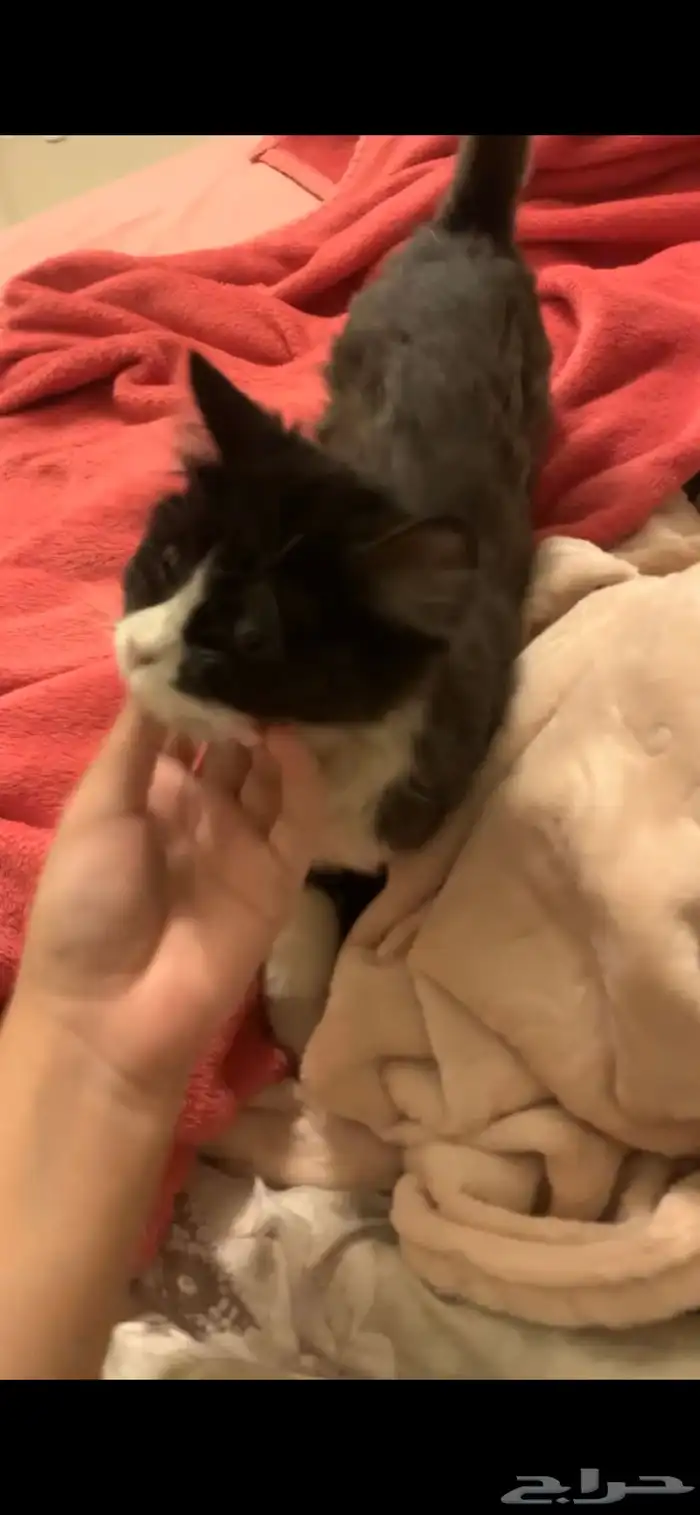 للتبني كتن صغيره 1