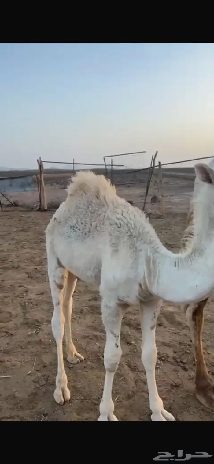 قعود للبيع 2