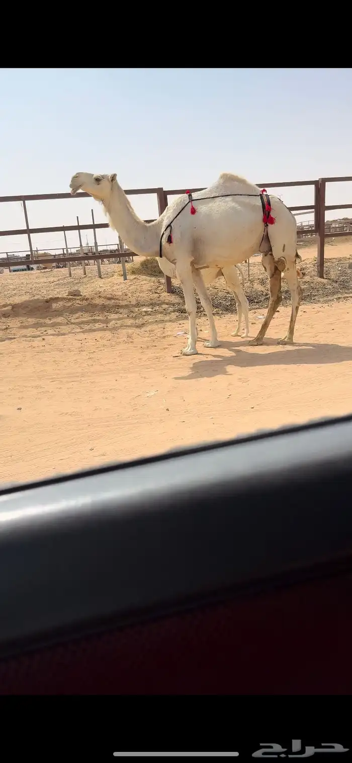 خلفه كفو 6