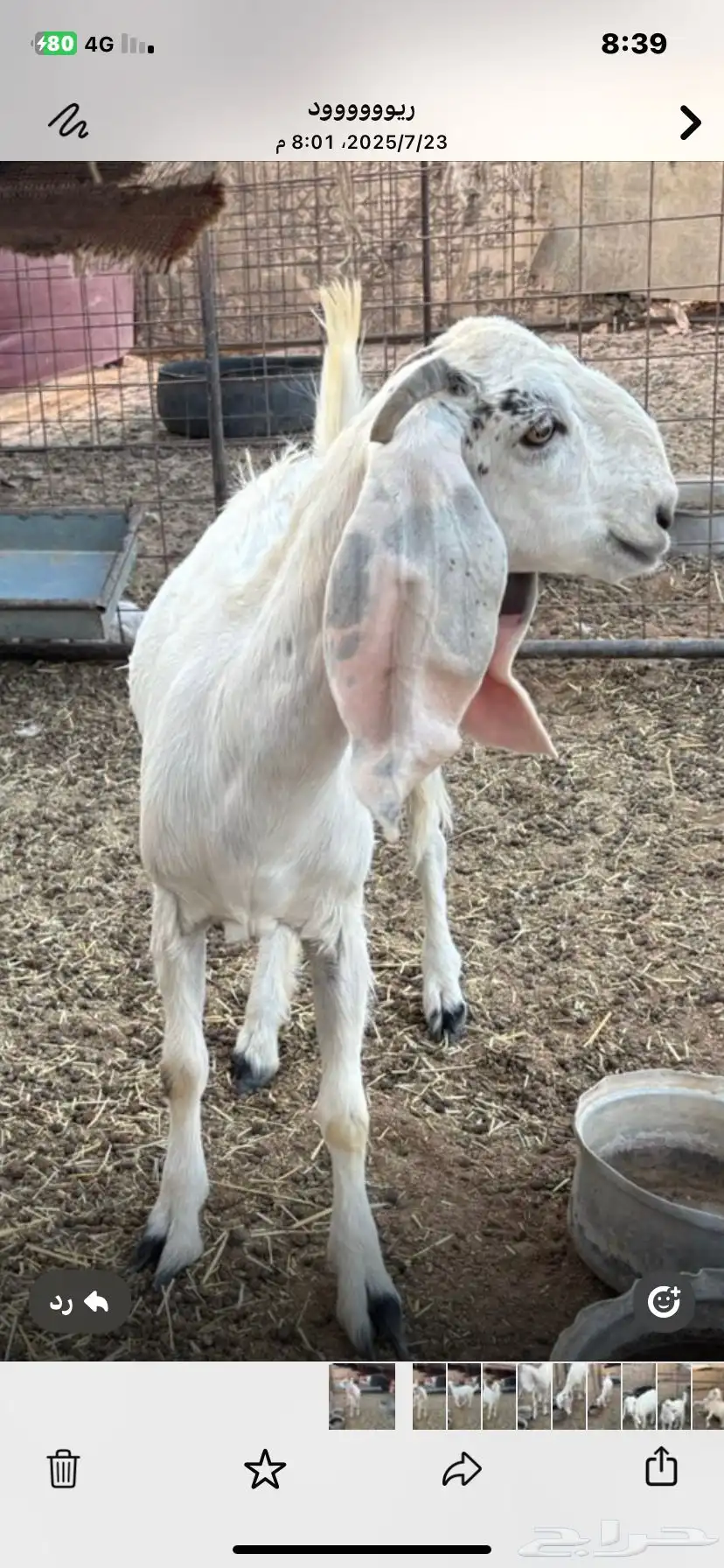 جفره بيضاء للبيع 0